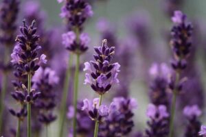 Beginner Guide to Grow Edible Flower Lavandula