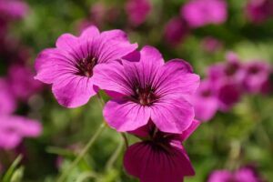 Beginner Guide to Growing Edible Flower Geraniums - Easy-To-Grow Edible