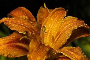 Beginner Guide to Growing Edible Flowers Daylilies