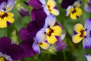 Beginner Guide to Growing Edible Flowers Pansies