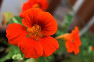 Beginning Guide Growing Edible Flowers Nasturtium