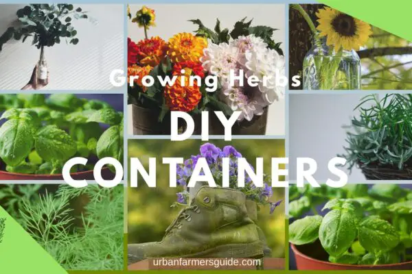 DIY Containers for Growing Herbs