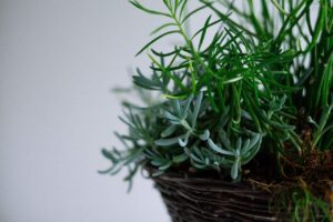 DIY Containers for Growing Herbs Baskets