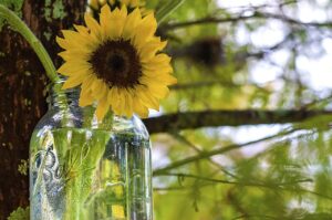 DIY Containers for Growing Herbs Mason JArs