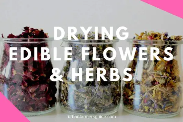 Drying Edible Flowers and Herbs