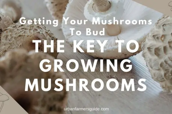 Getting Your Mushrooms To Bud The Key To Growing Mushrooms