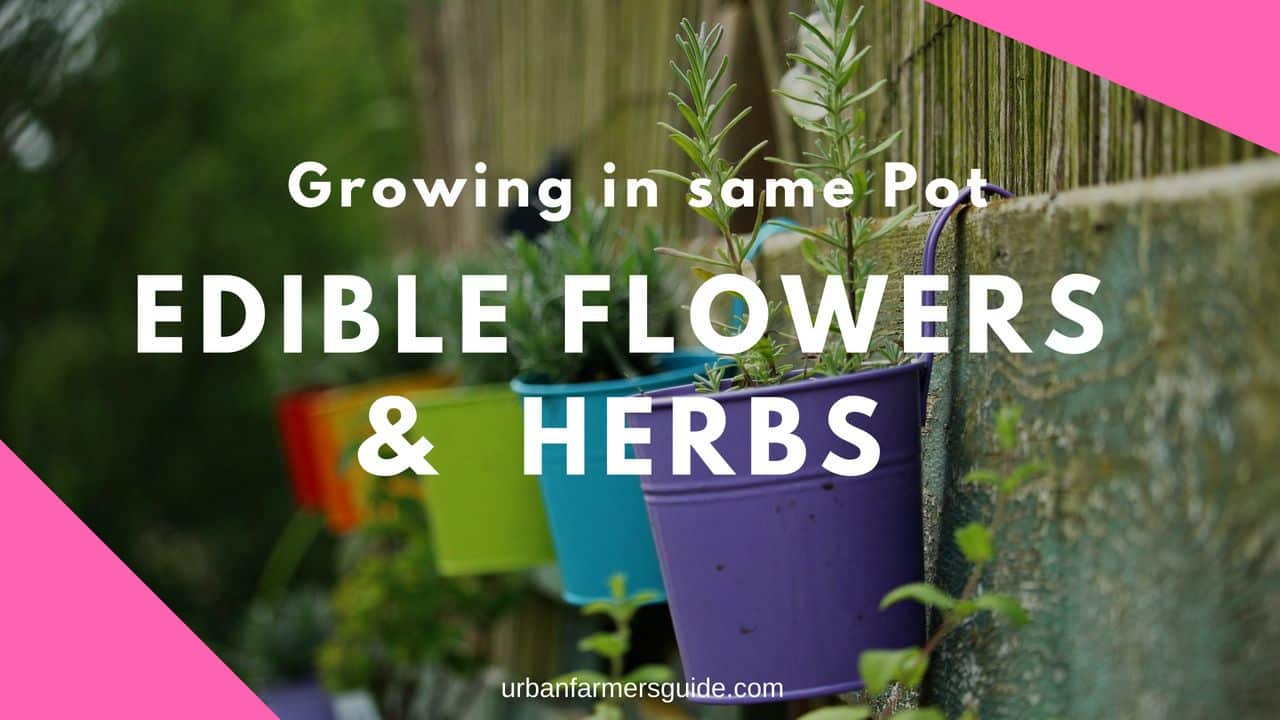 Growing Edible Flowers and Herbs in the Same Pot Urban Farming Guide