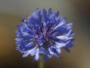 Growing Editable Flower Borage 