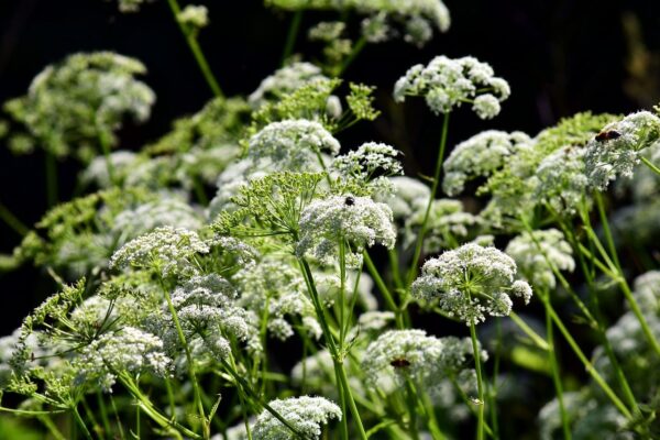 List of Herbs to Grow in Your Spring Garden – Urban Farming Guide