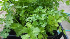 Herbs to Grow in Your Spring Garden Cilantro