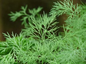 Herbs to Grow in Your Spring Garden Dill