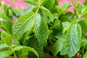 Herbs to Grow in Your Spring Garden Mint.jpg