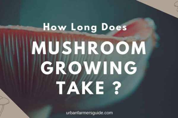 How Long Does Mushroom Growing Take