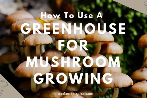 How To Use A Greenhouse For Mushroom Growing
