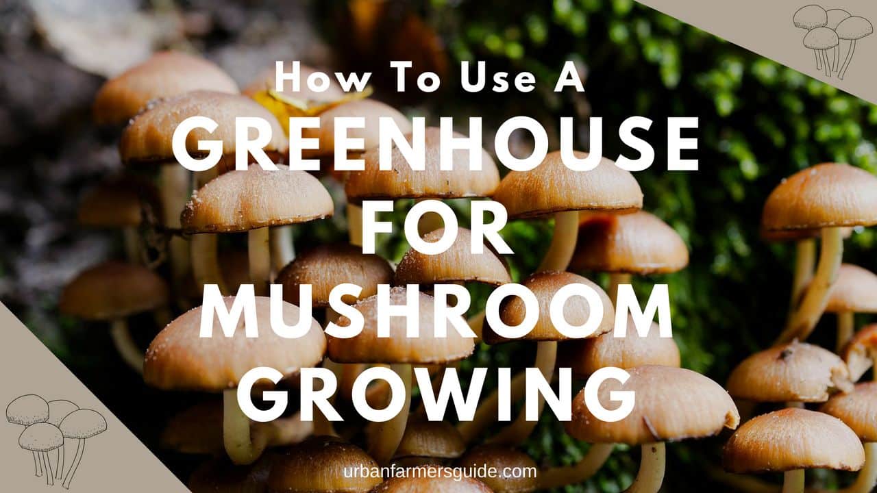 How To Use A Greenhouse For Mushroom Growing
