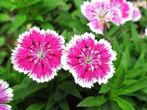 How to Grow Edible Flower Pinks or Dianthus