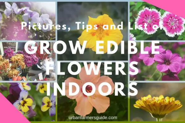 List of Edible Flowers You Can Grow Indoors with Pictures