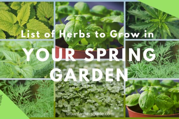List of Herbs to Grow in Your Spring Garden