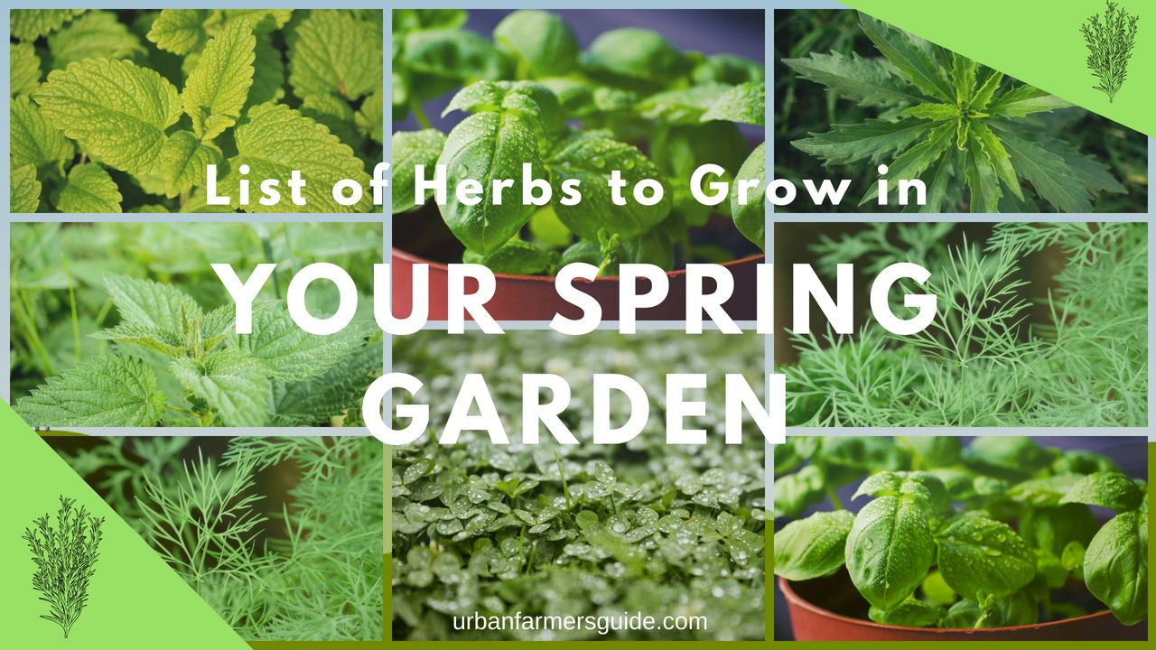 herbs that grow in spring