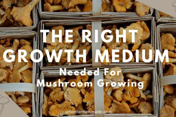Making The Right Growth Medium Needed For Mushroom Growing