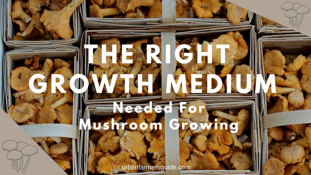 Growth Medium For Mushrooms