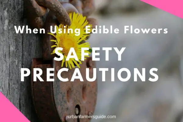 Safety Precautions When Using Edible Flowers