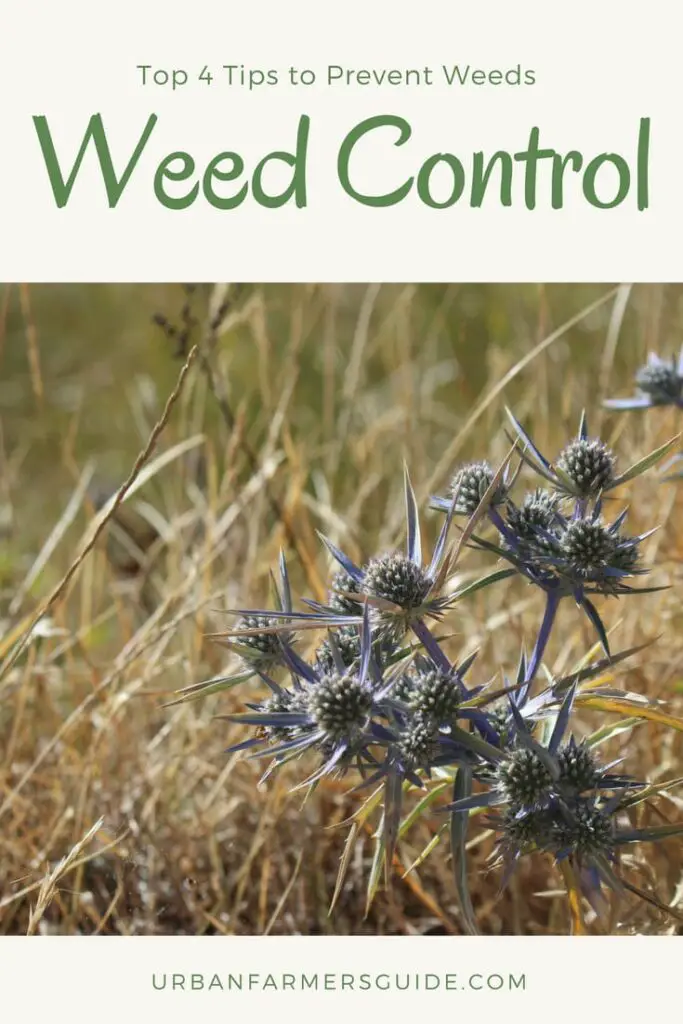 Some Weed Control Facts_ How to Win the Battle of the Weeds Pinterest