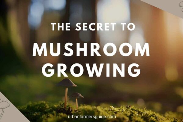 The Secrets To Mushroom Growing