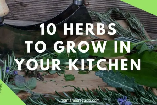 The most common 10 Herbs to Grow in Your Kitchen