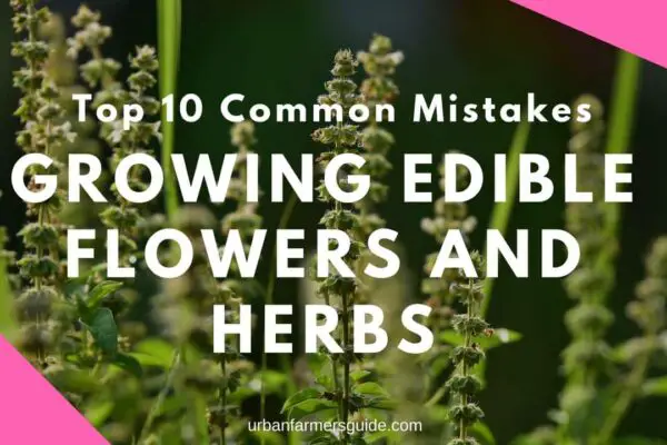 Top 10 Common Mistakes New Gardeners Make When Growing Edible Flowers and Herbs