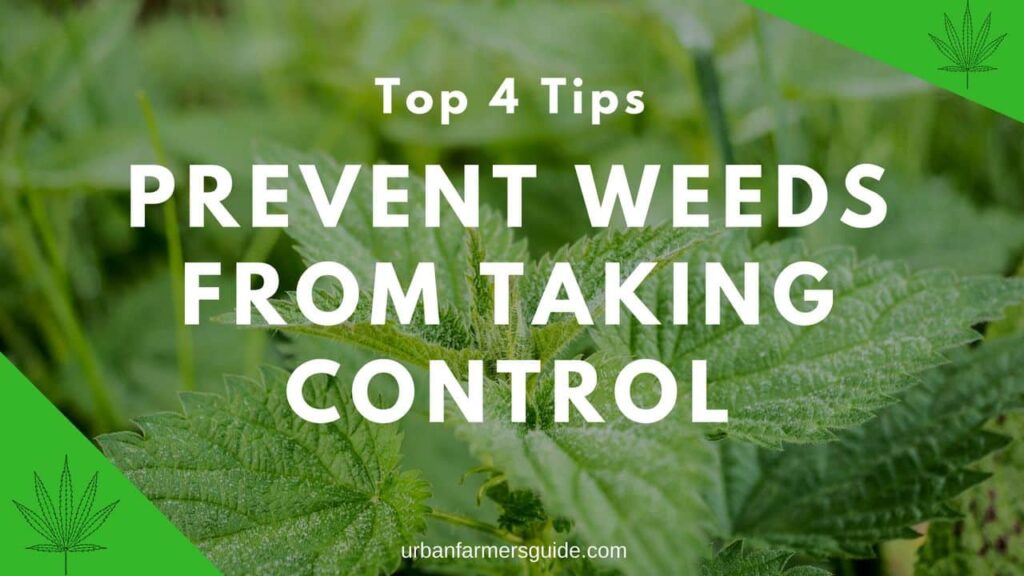 Top Weed Control Related Tips () Urban Farming Guide