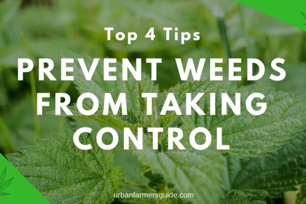 Top 4 Tips to Prevent Weeds from Taking Control - Weed Control