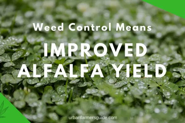 Weed Control Means Improved Alfalfa Yield And Higher-Quality Hay