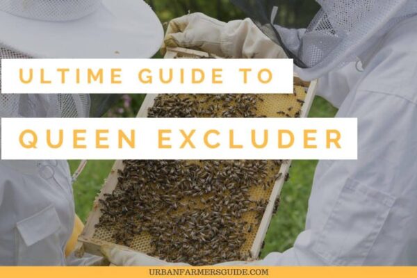 All About Queen Excluder & Top 5 Queen Excluder