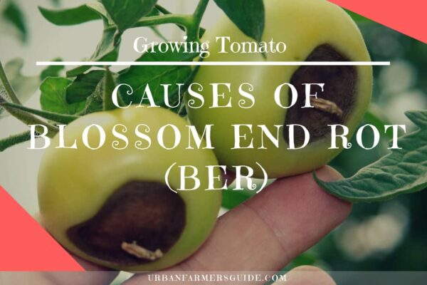 Causes of Blossom End Rot (BER)