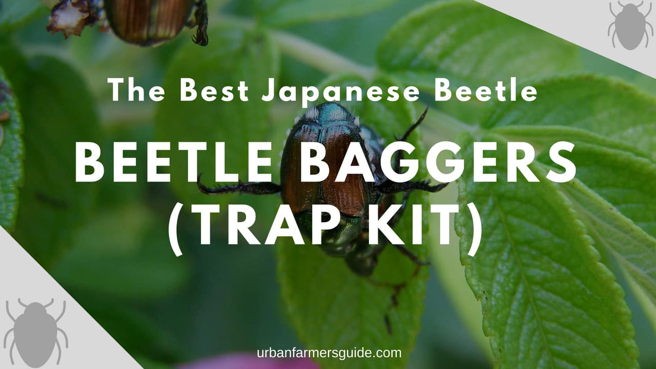 The 4 Best & Efficient Japanese Beetle Baggers (Trap & Lure)