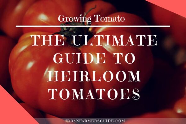 The Ultimate Guide to Heirloom Tomatoes