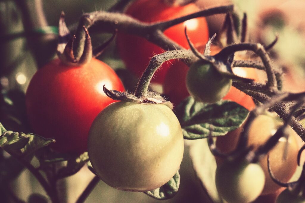 The Common Tomato Diseases Caused by Bacteria & Fungus Urban Farming