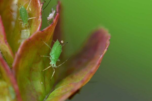 Natural Aphid Control