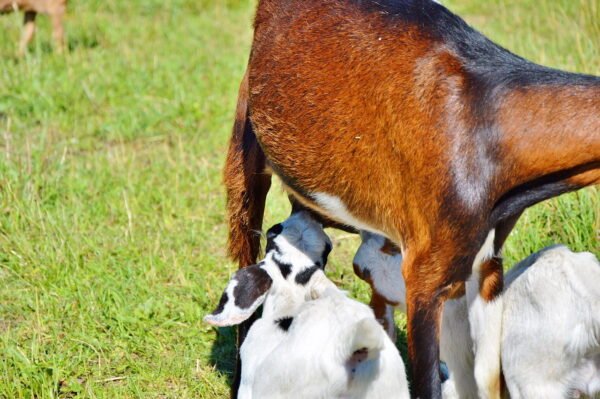 The 6 Most Common Goat Problems Goat Care And Behavior Problems the-6-most-common-goat-problems-goat-care-and-behavior-problems