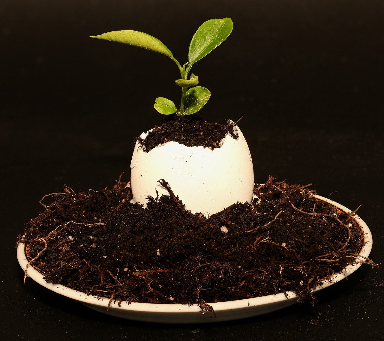 How To Grow Tomatoes In Eggshells 