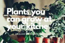 kitchen-friendly plant